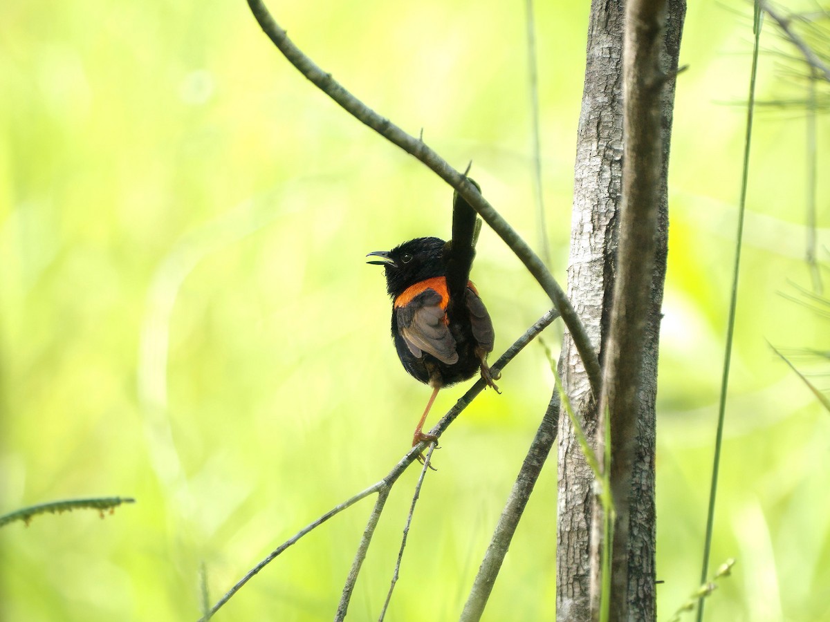 Red-backed Fairywren - ML649269743
