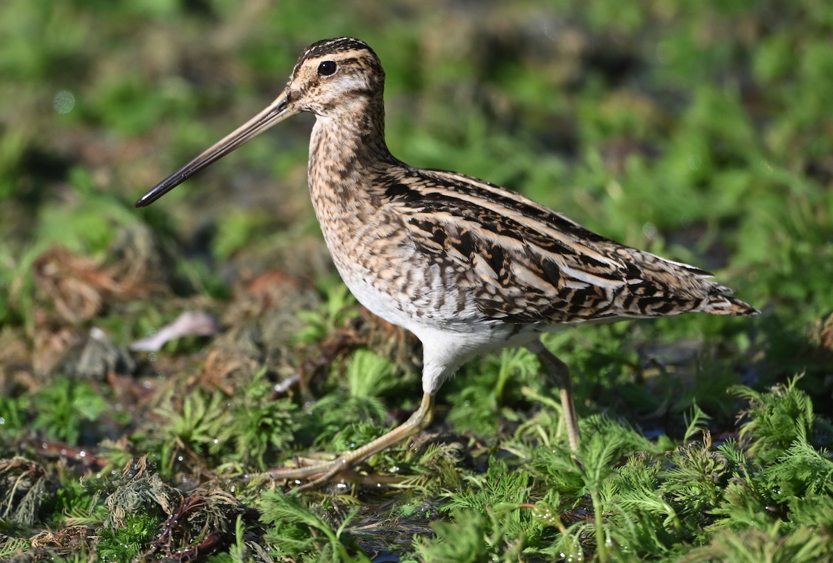 חרטומית ביצות - ML649269747