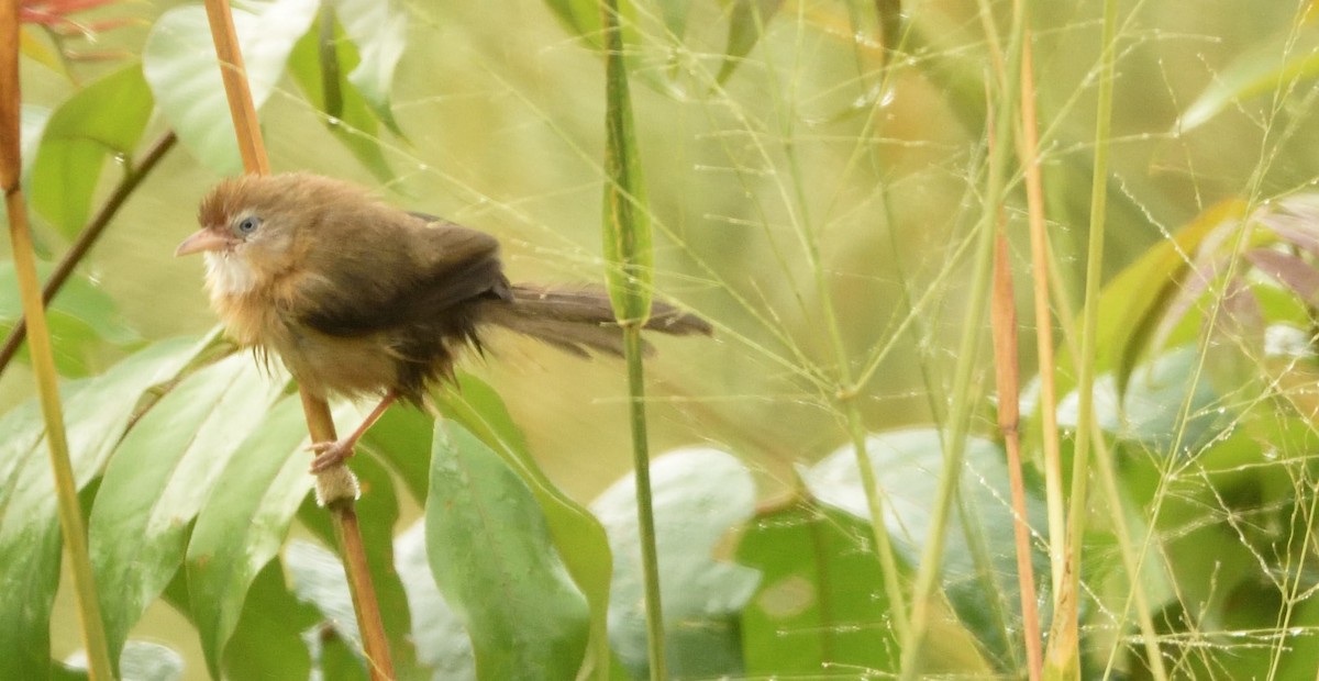 Tawny-bellied Babbler - ML649269748