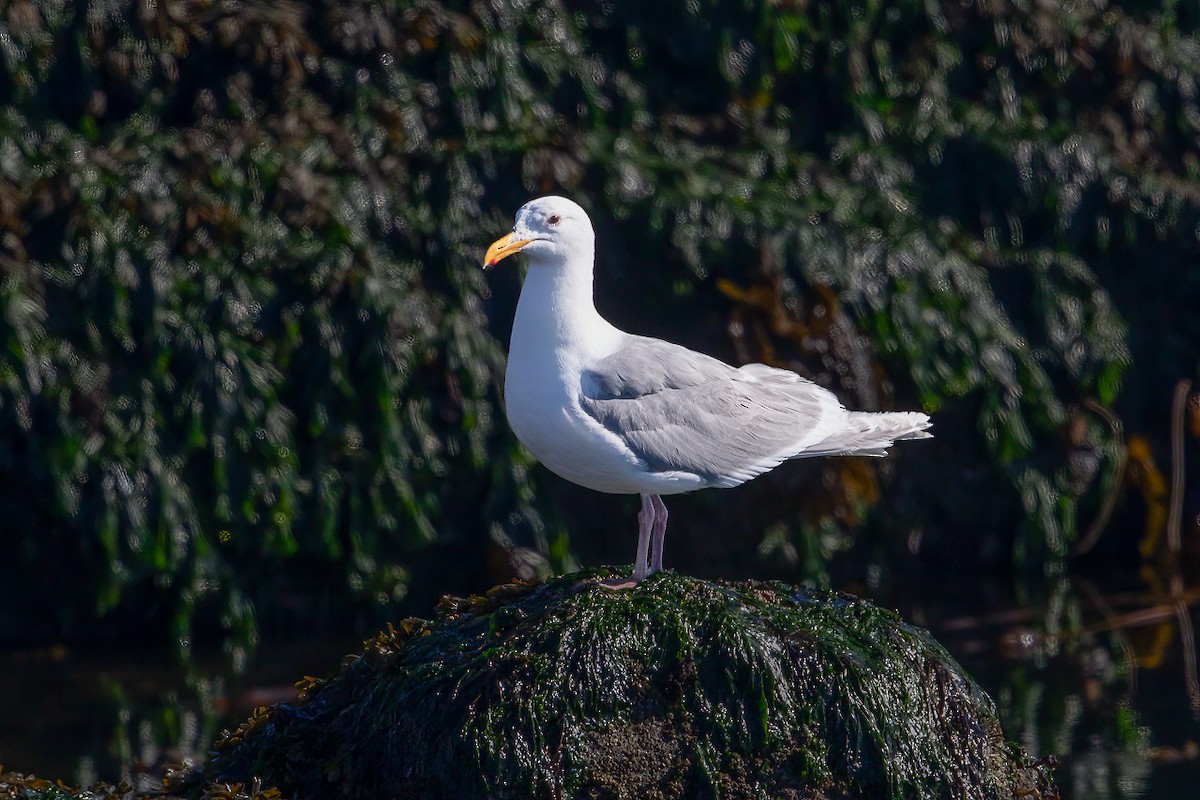 שחף אפור-כנף - ML649269750