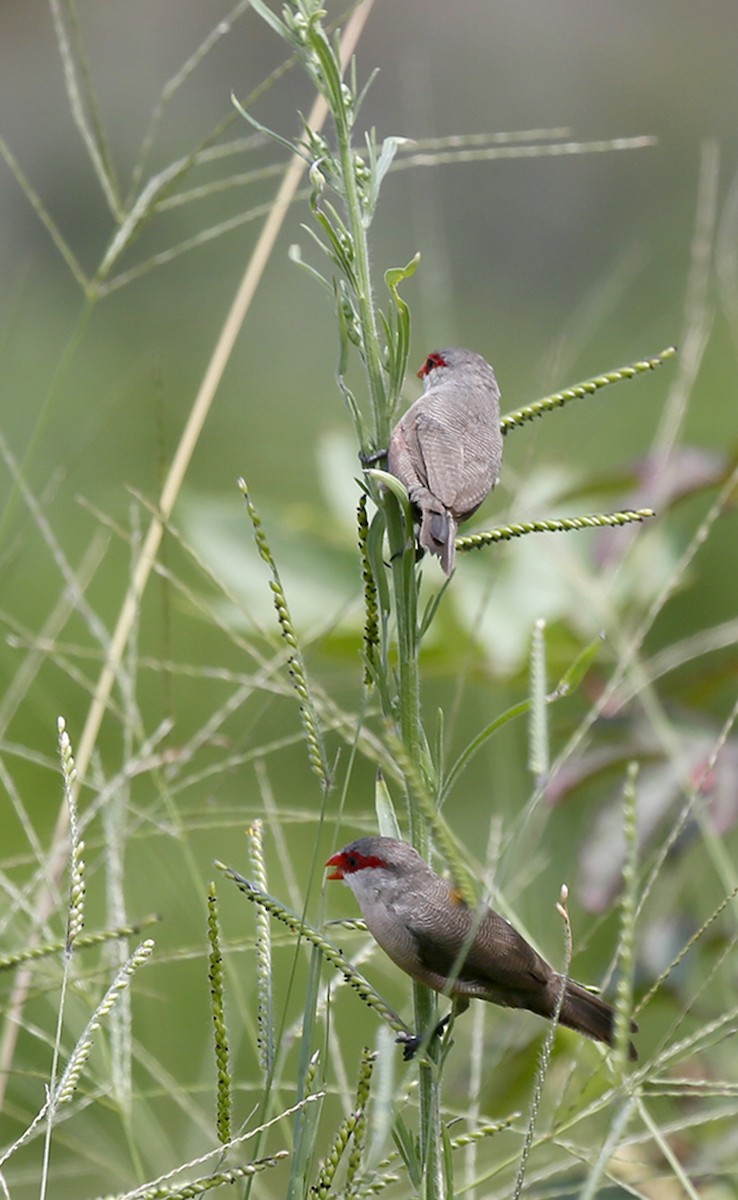 פרושית אדומת-משקפיים - ML649269751