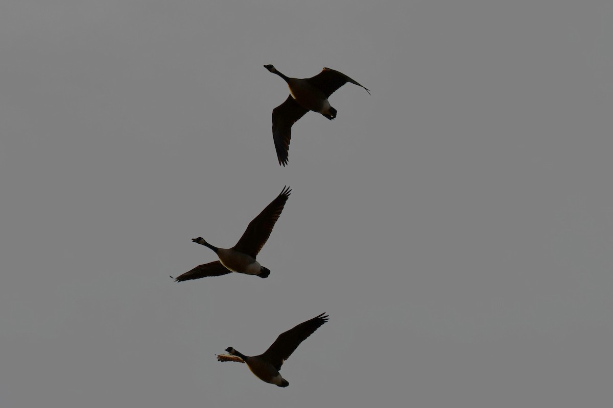 ברנטה קנדית - ML649269753