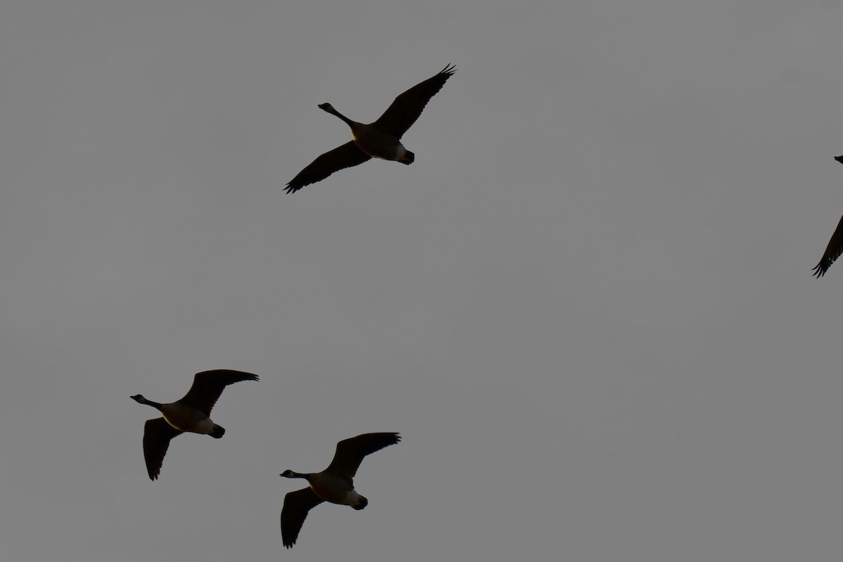 ברנטה קנדית - ML649269754