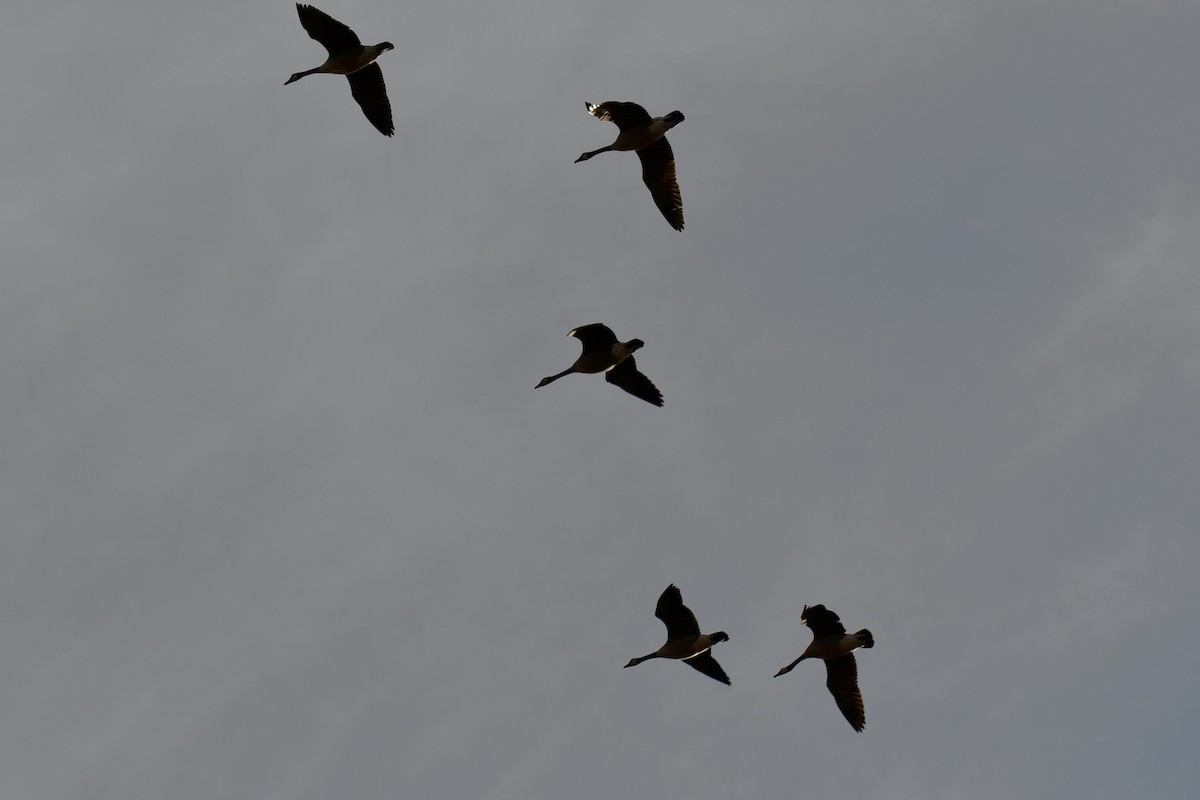 ברנטה קנדית - ML649269755