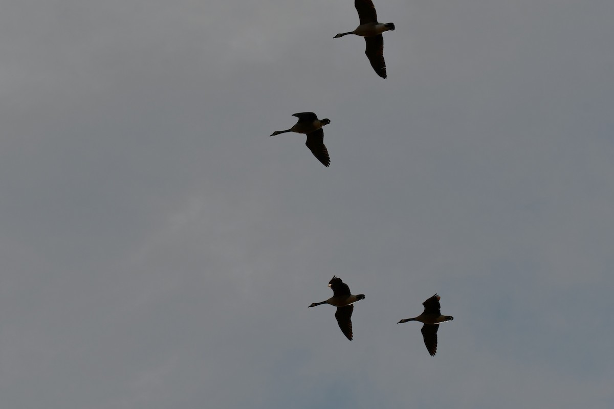 ברנטה קנדית - ML649269756