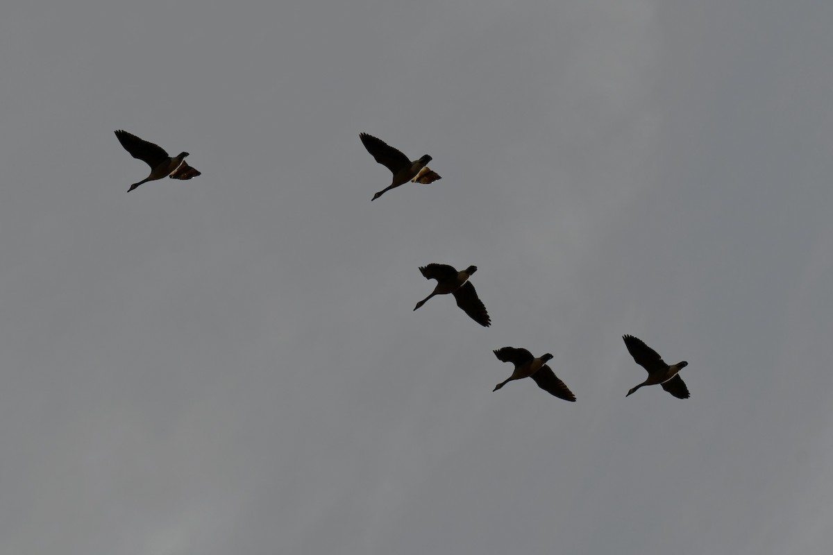 ברנטה קנדית - ML649269757