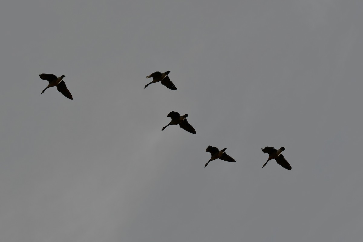 ברנטה קנדית - ML649269758