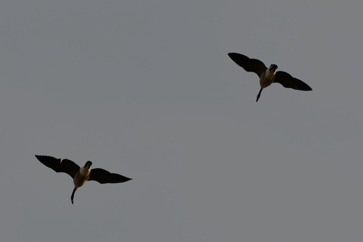 ברנטה קנדית - ML649269759