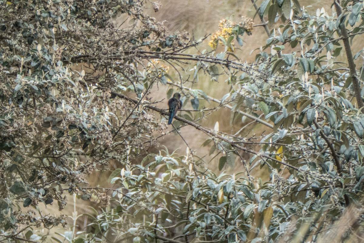 Blue-mantled Thornbill - ML649269760