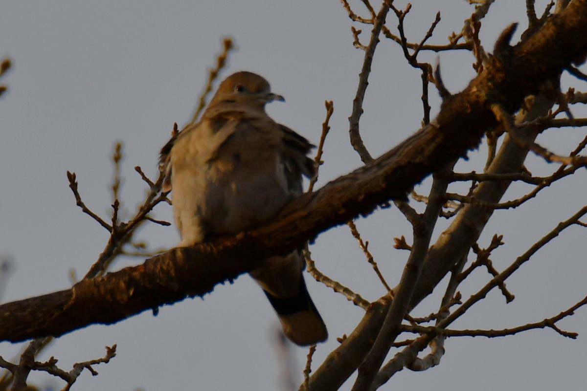 White-winged Dove - ML649269762