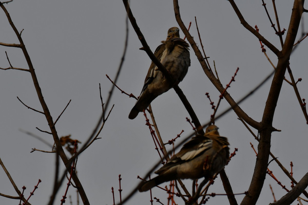 White-winged Dove - ML649269763