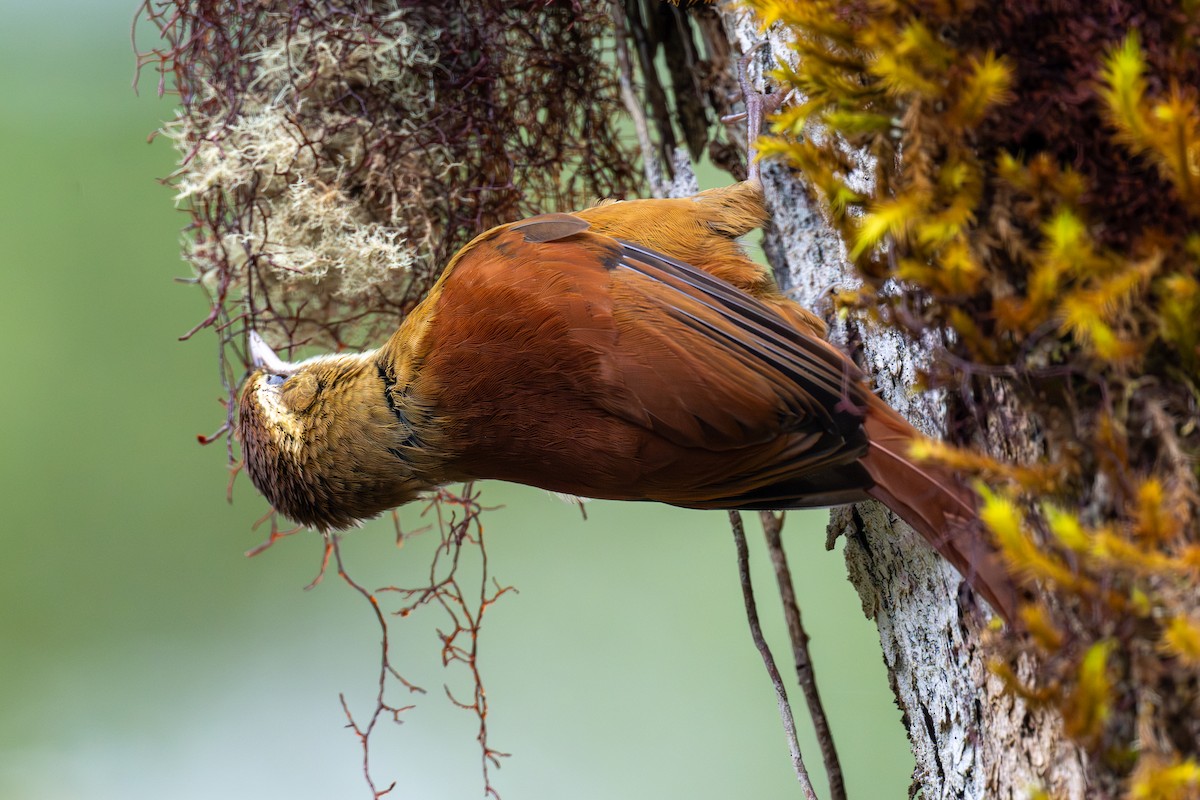 Ruddy Treerunner - ML649269765