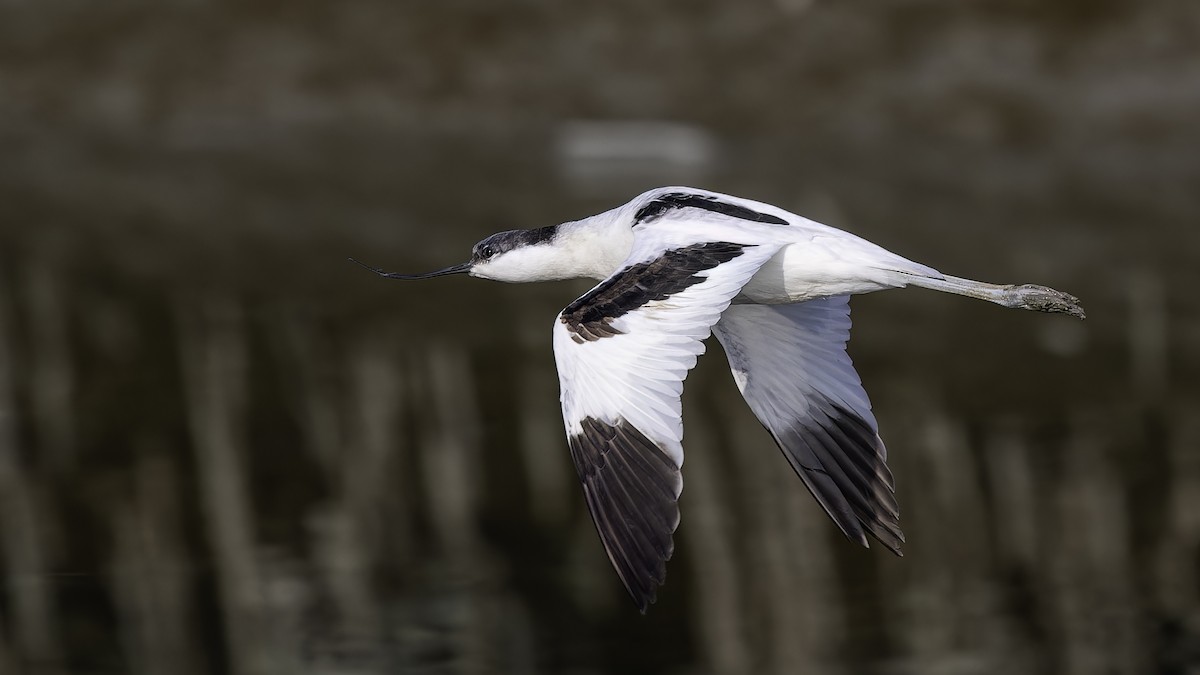 סייפן - ML649269767