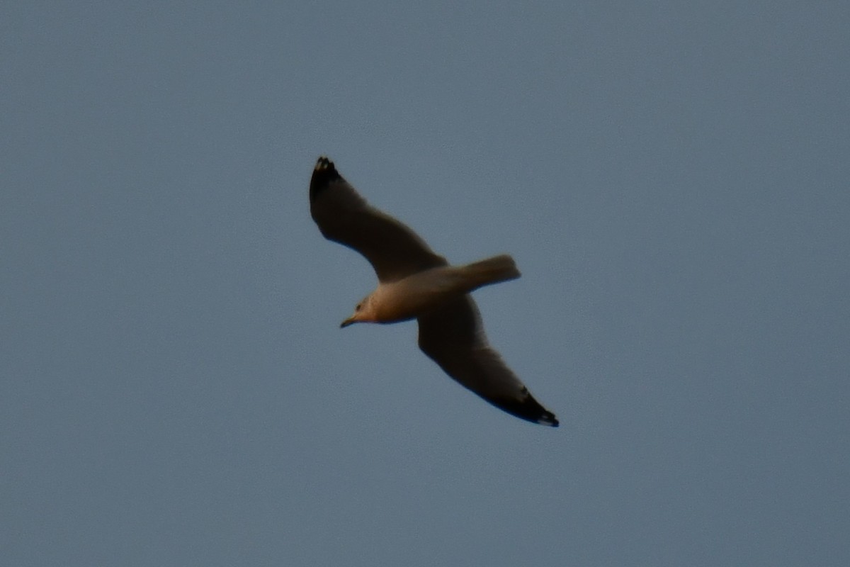 שחף עקוד-מקור - ML649269771