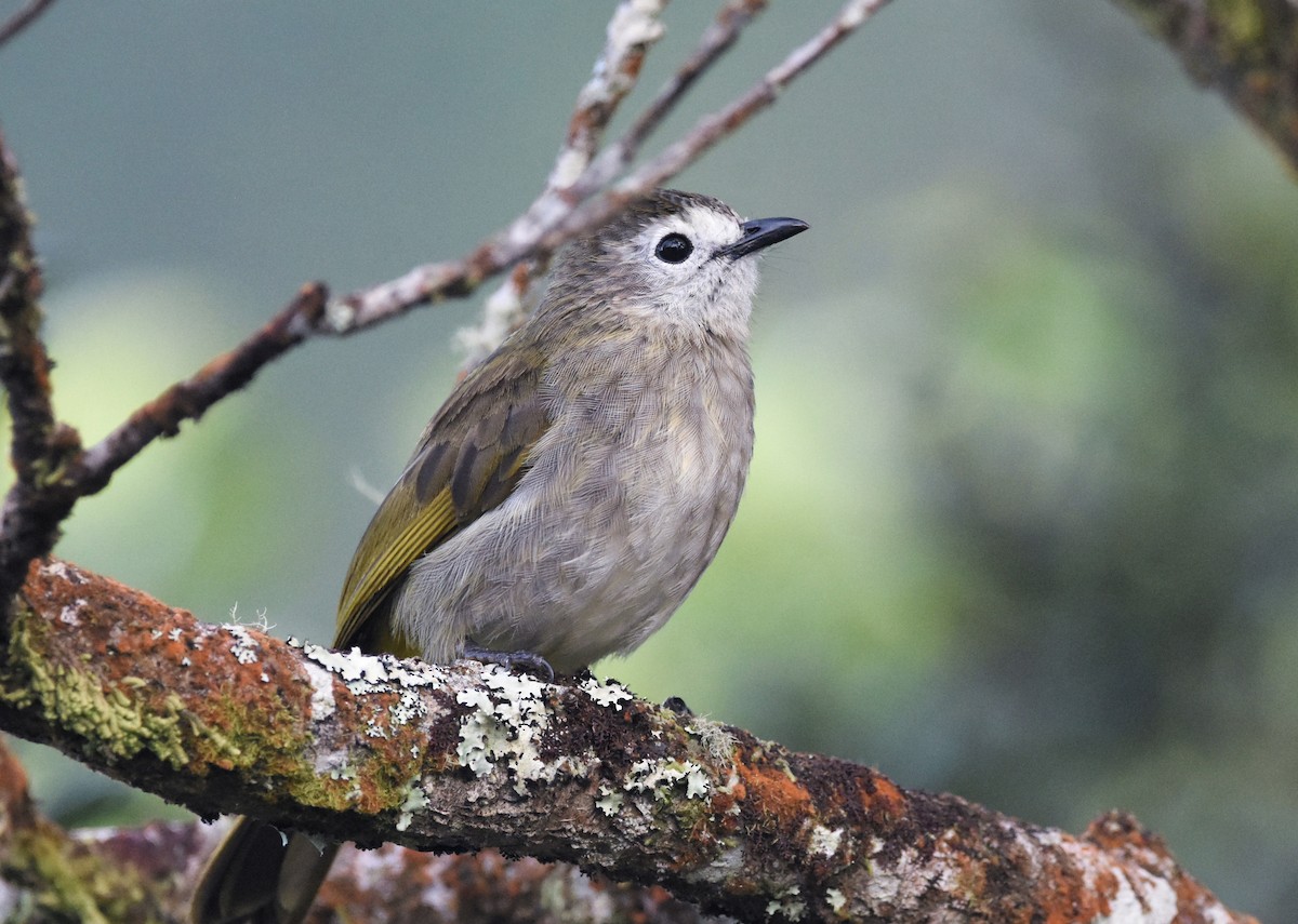 Pale-faced Bulbul - ML649269826
