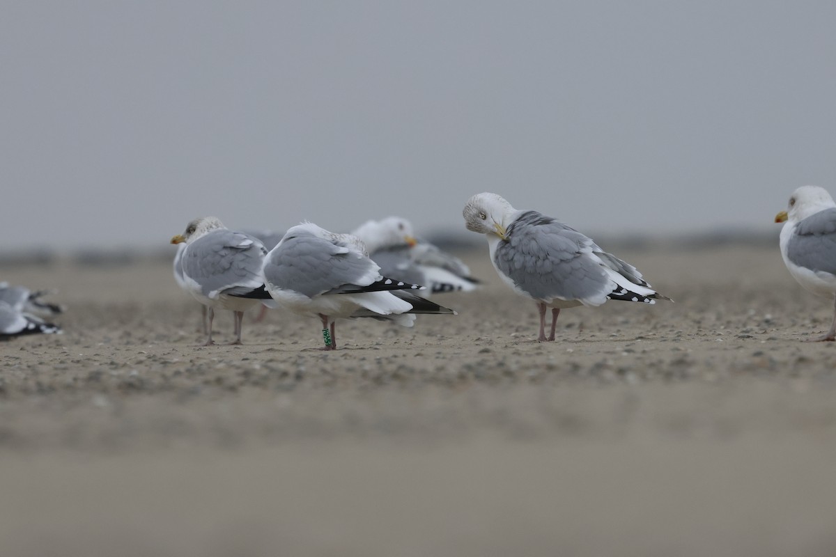 European Herring Gull - ML649270001