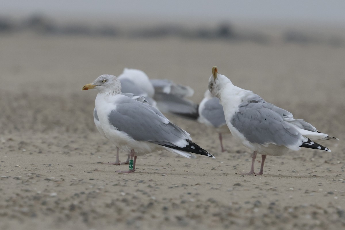 European Herring Gull - ML649270020