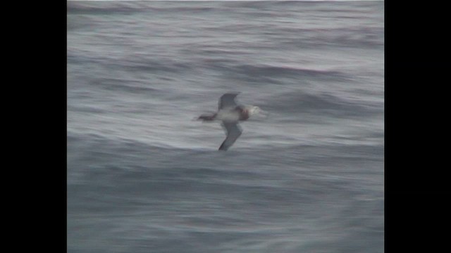 Snowy/Tristan/Antipodean Albatross - ML649270111