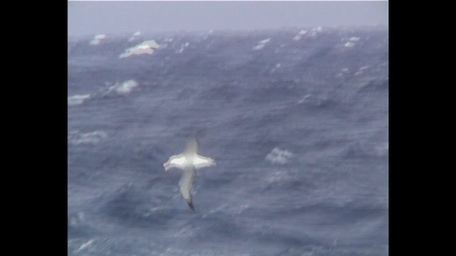 Snowy/Tristan/Antipodean Albatross - ML649270206