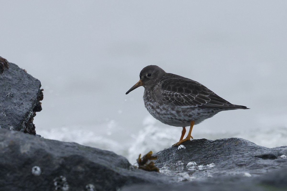 Purple Sandpiper - ML649270231