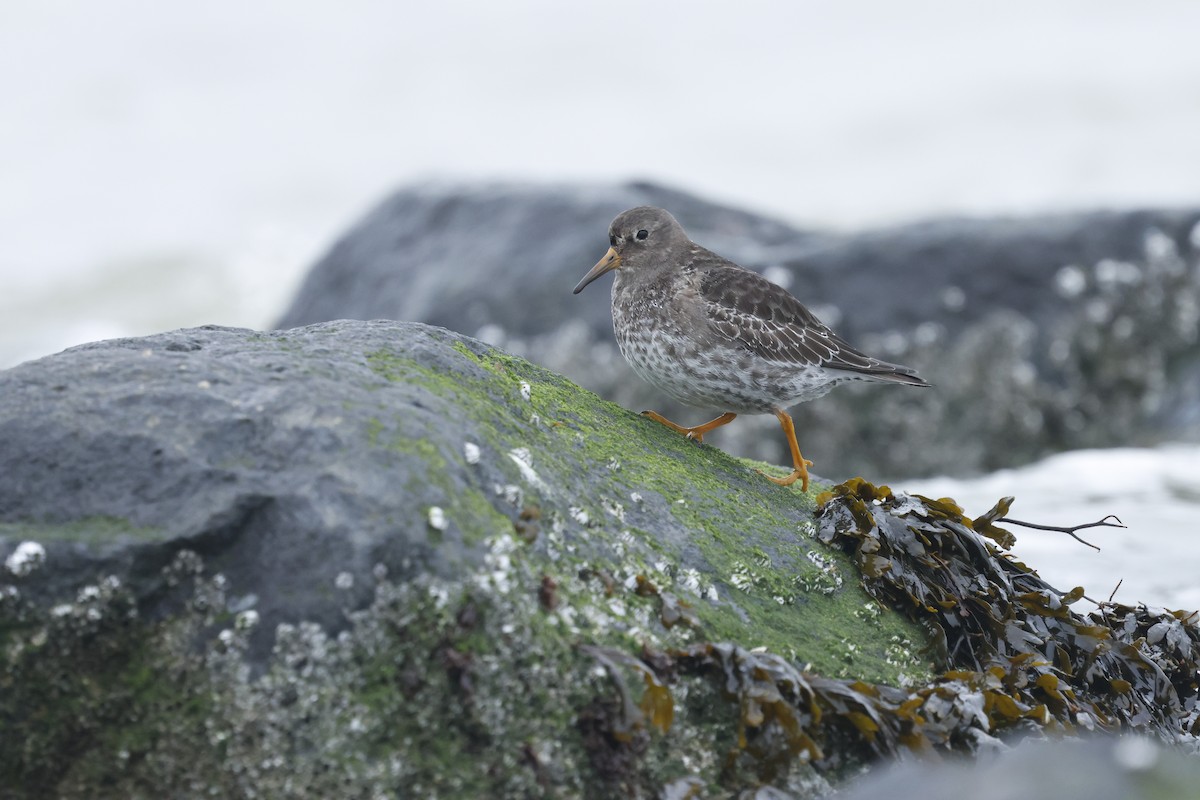 Purple Sandpiper - ML649270280