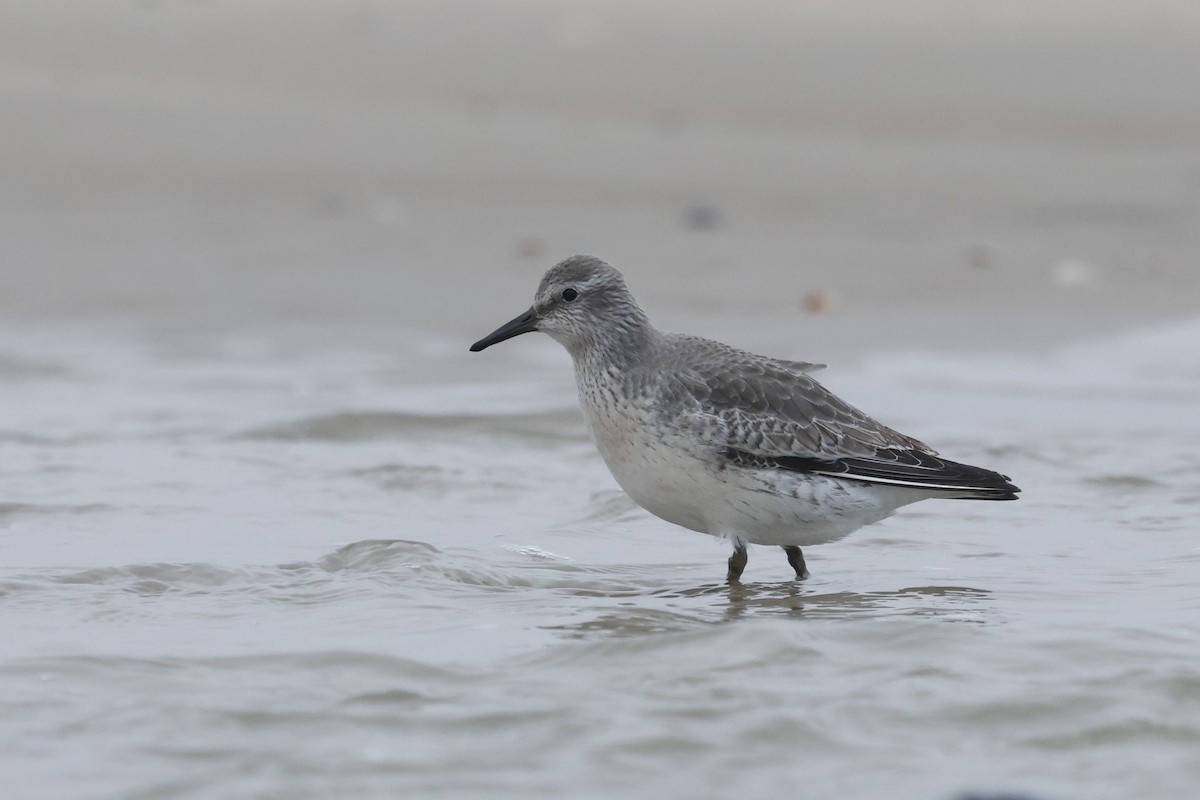 Red Knot - ML649270446