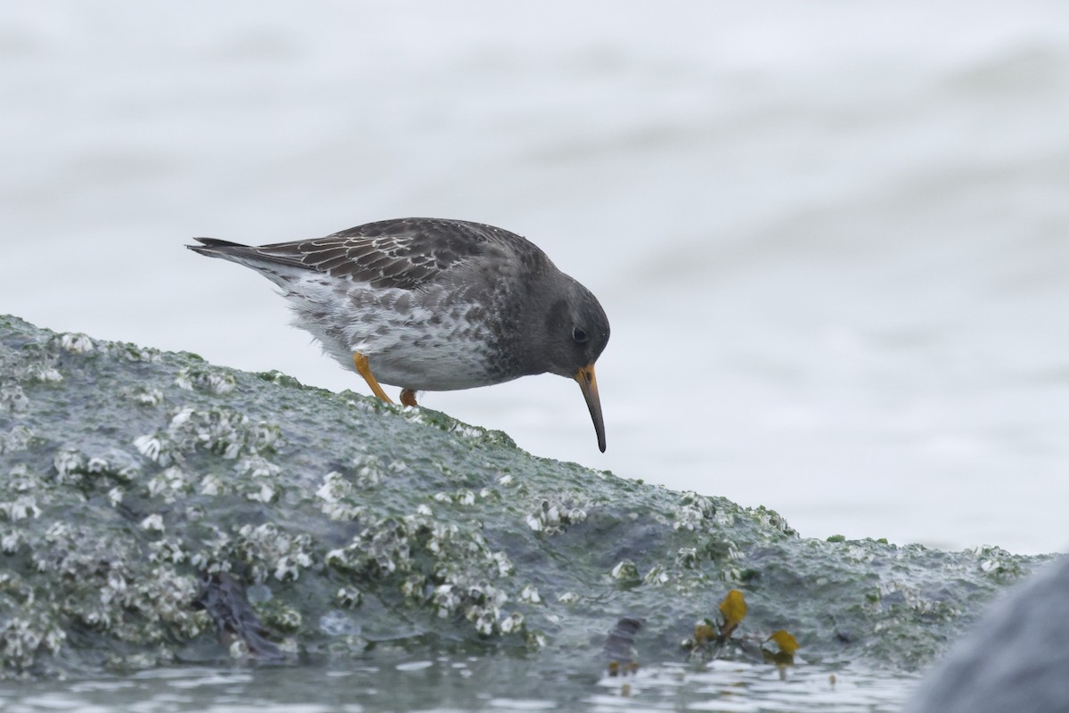 Purple Sandpiper - ML649270521