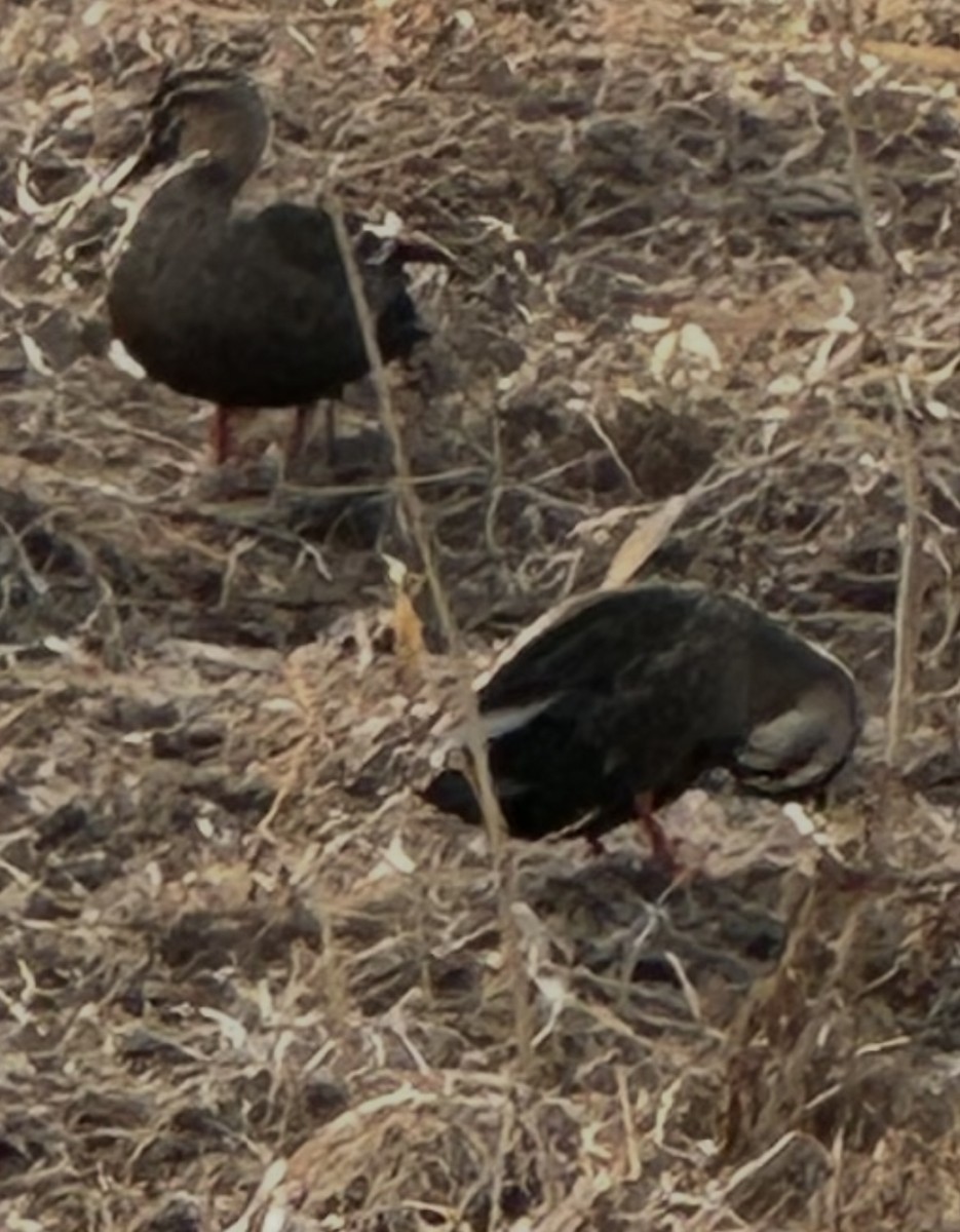 Eastern Spot-billed Duck - ML649270644