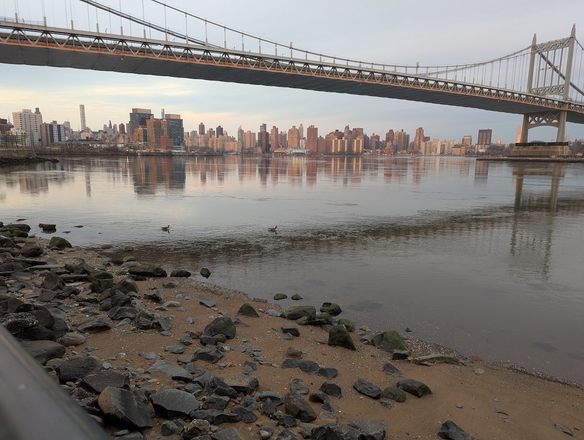 Канадская казарка - ML649270892