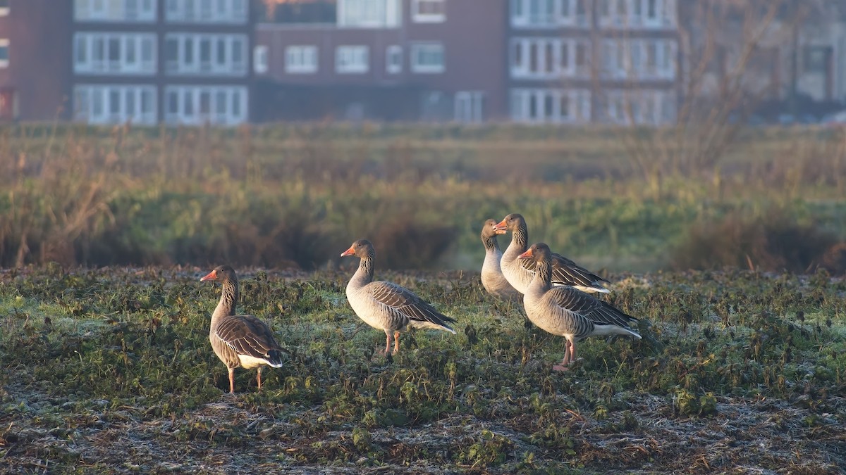 灰雁 - ML649270934