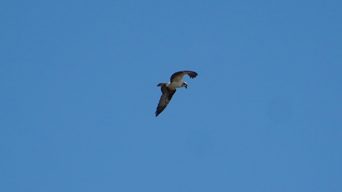 Скопа - ML649270939