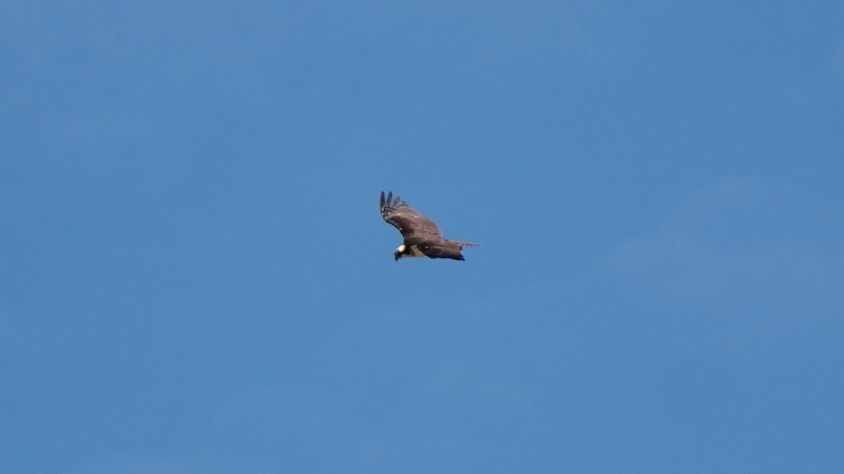 Скопа - ML649270941