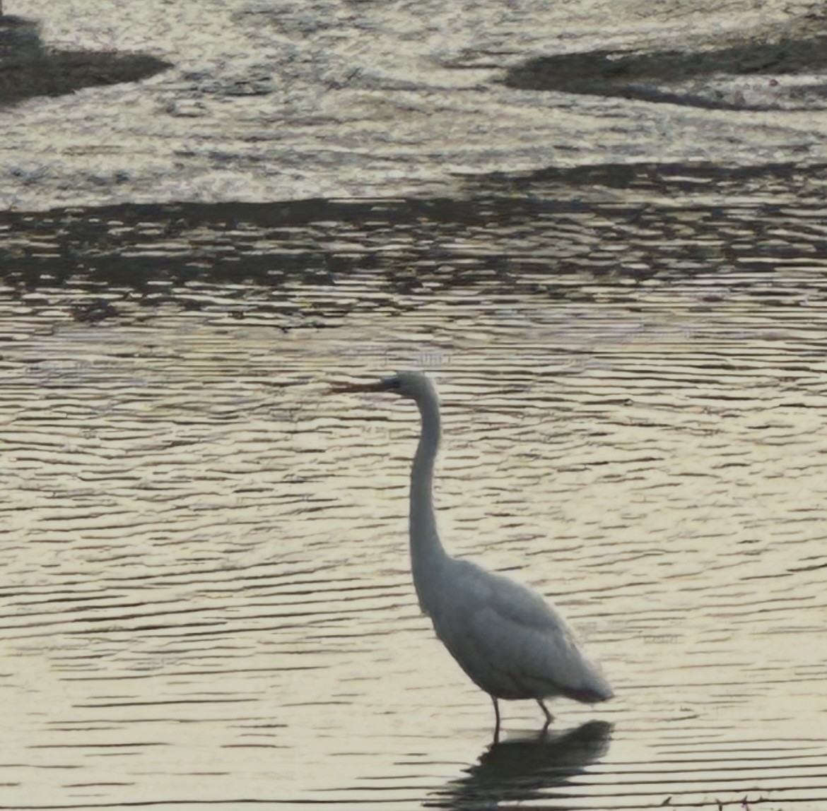 Great Egret - ML649270942