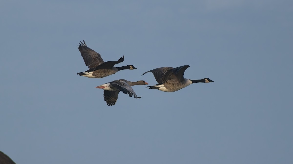 Канадская казарка - ML649270946