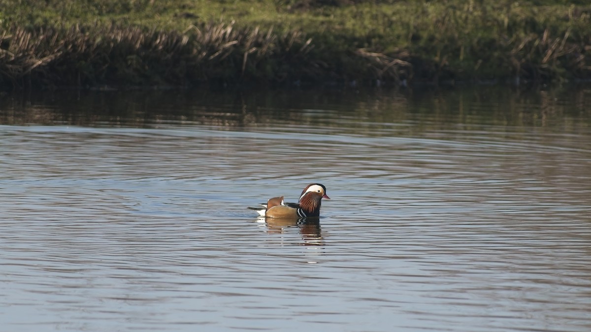 鴛鴦 - ML649270949