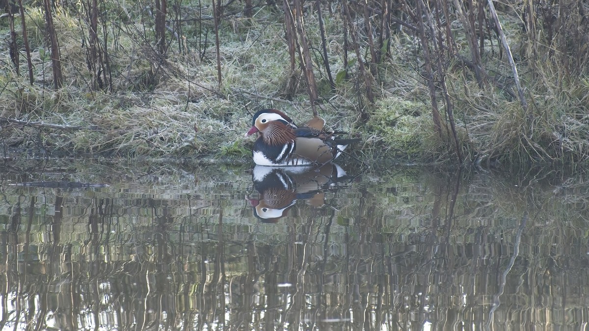 鴛鴦 - ML649270950