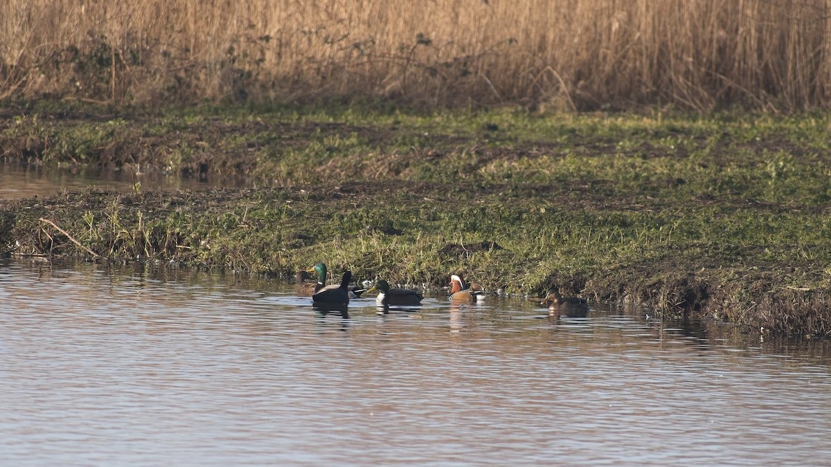 鴛鴦 - ML649270952