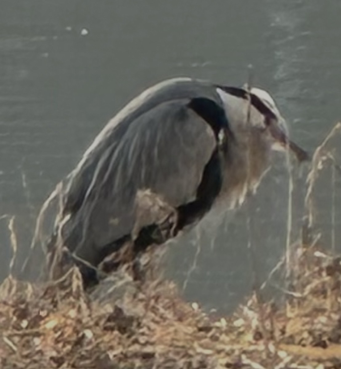 Gray Heron - ML649270960