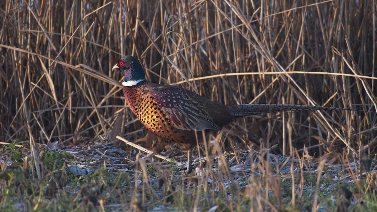 環頸雉 - ML649270961