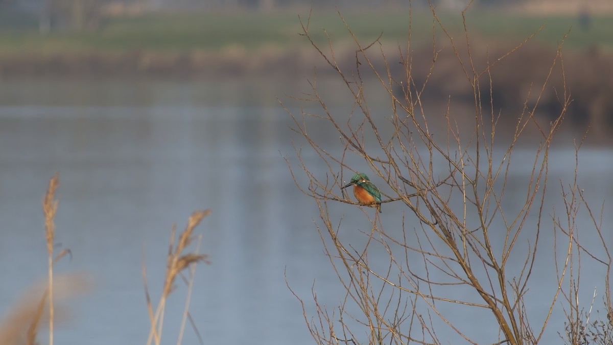 翠鳥 - ML649270985