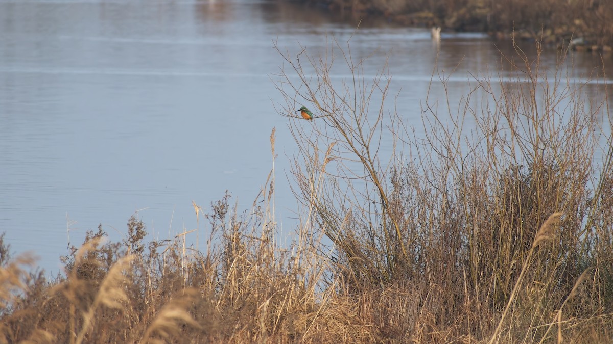 翠鳥 - ML649270986