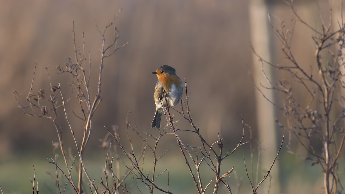 European Robin - ML649270993