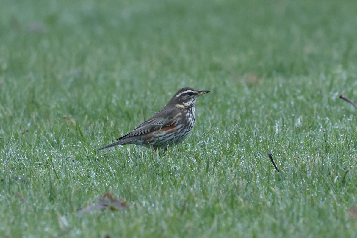 Redwing - ML649271139