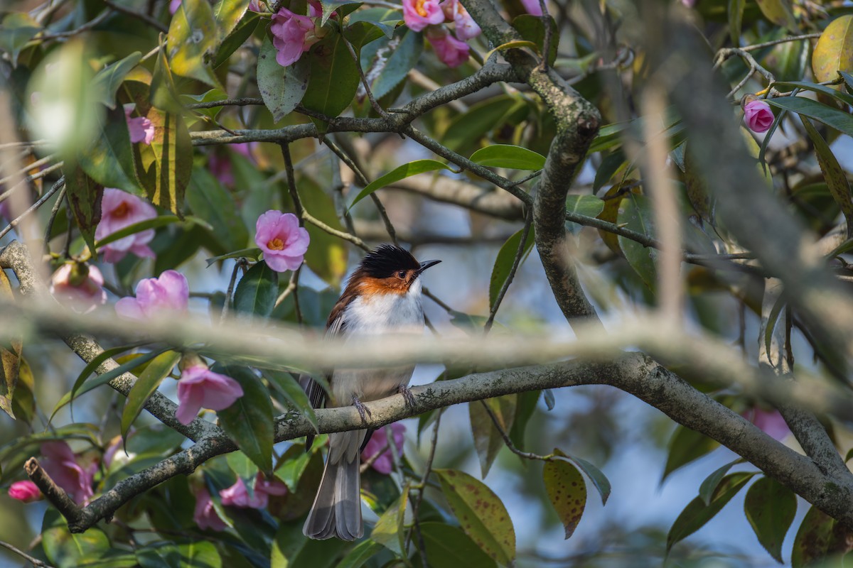 栗背短腳鵯 - ML649271143