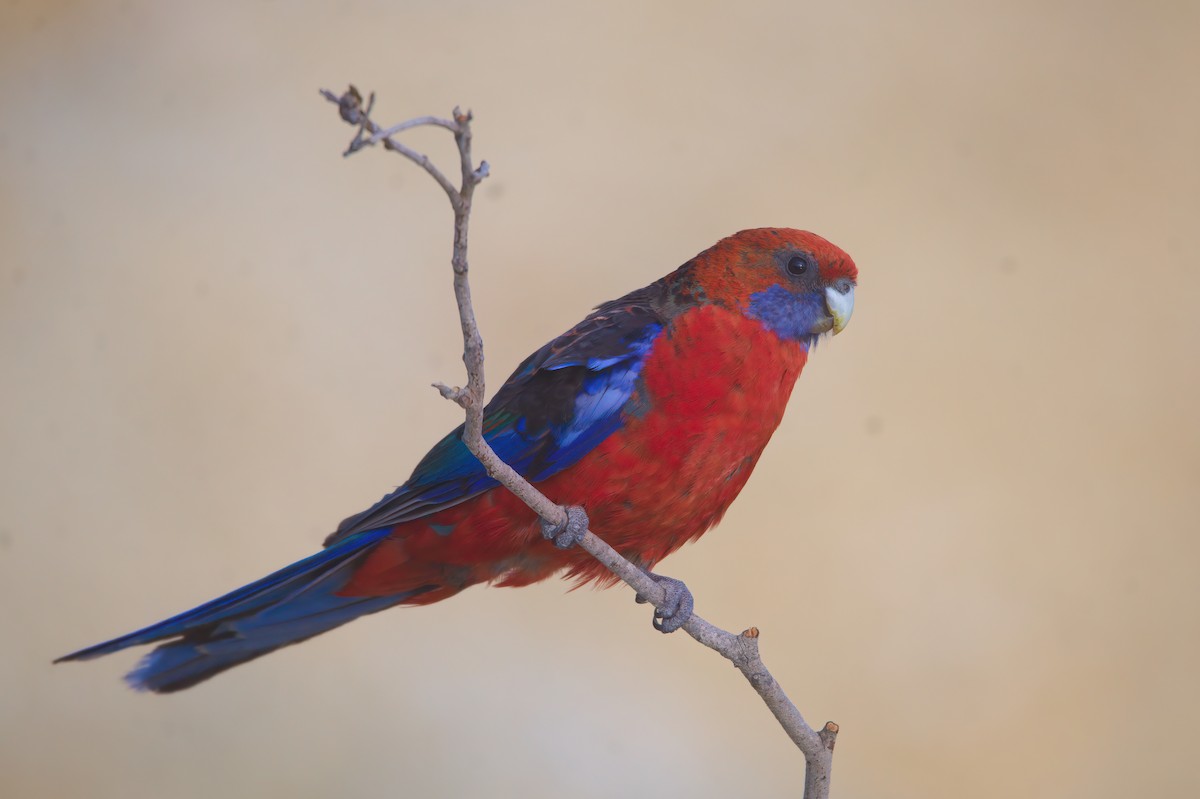 Crimson Rosella - ML649271149