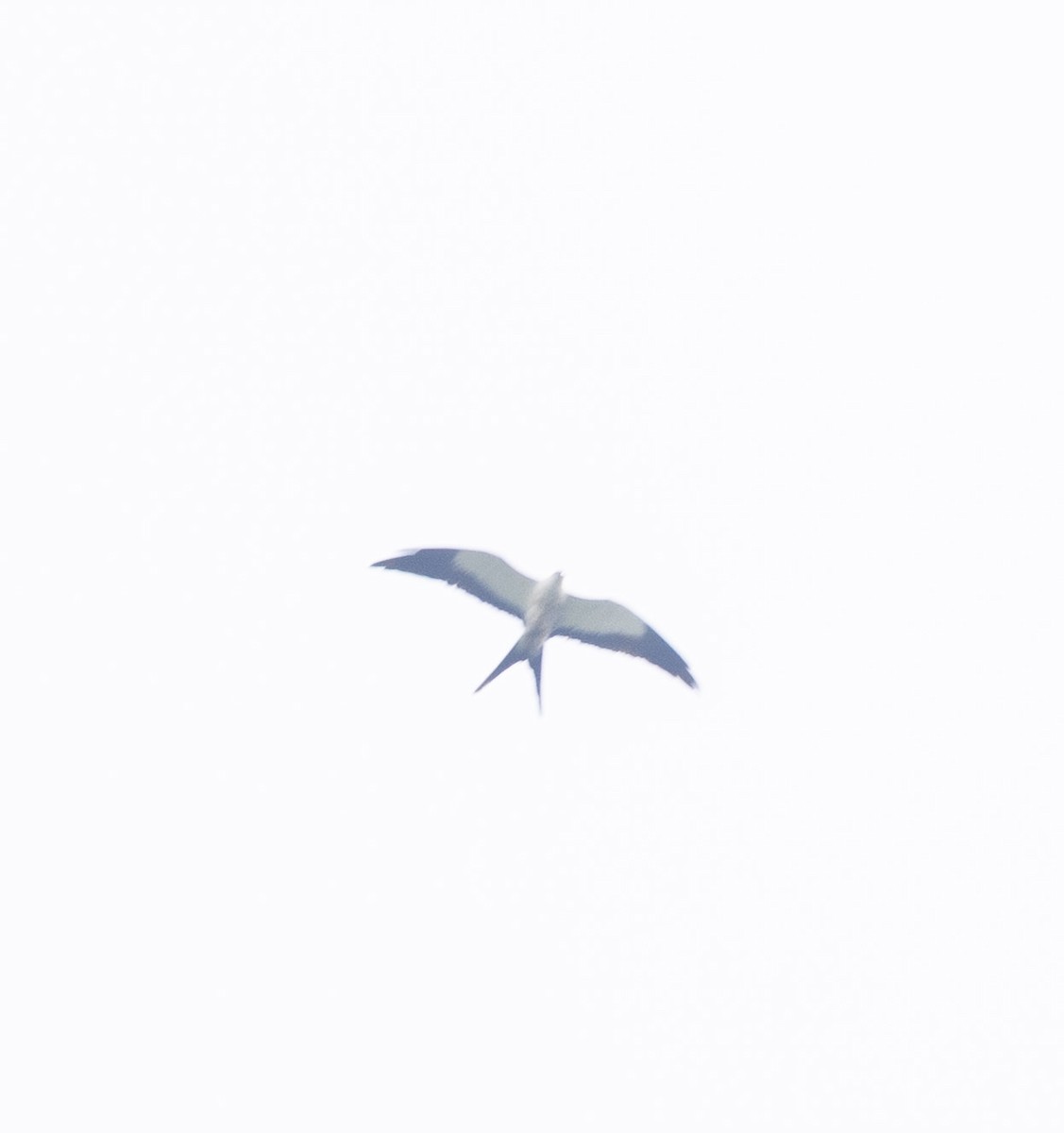 Swallow-tailed Kite - ML649271152