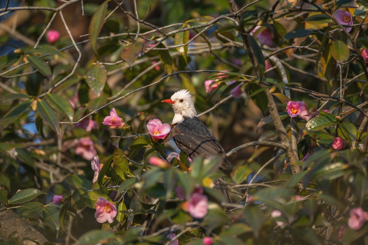 紅嘴黑鵯 - ML649271153