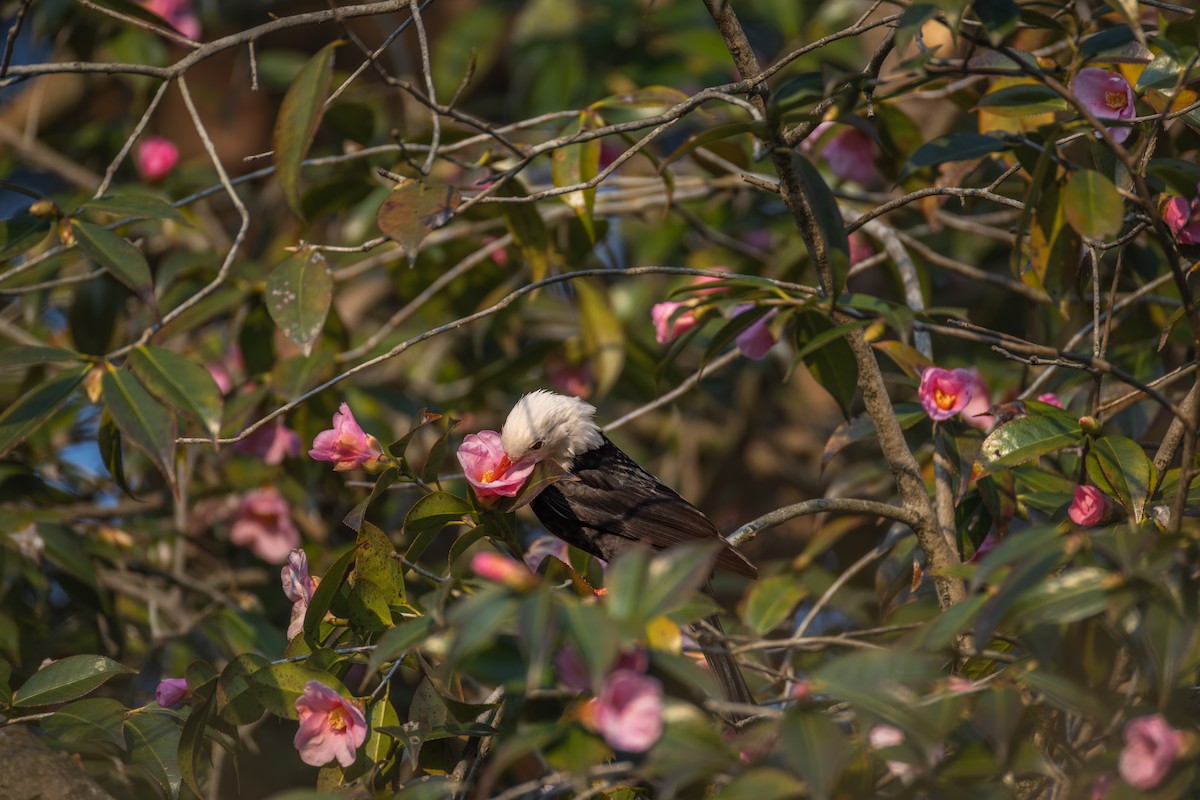 紅嘴黑鵯 - ML649271154