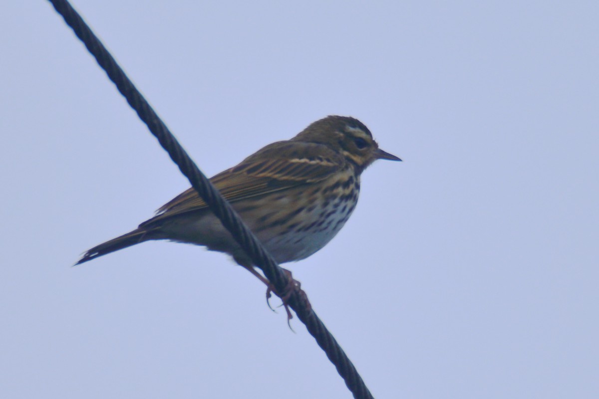 樹鷚 - ML649271155