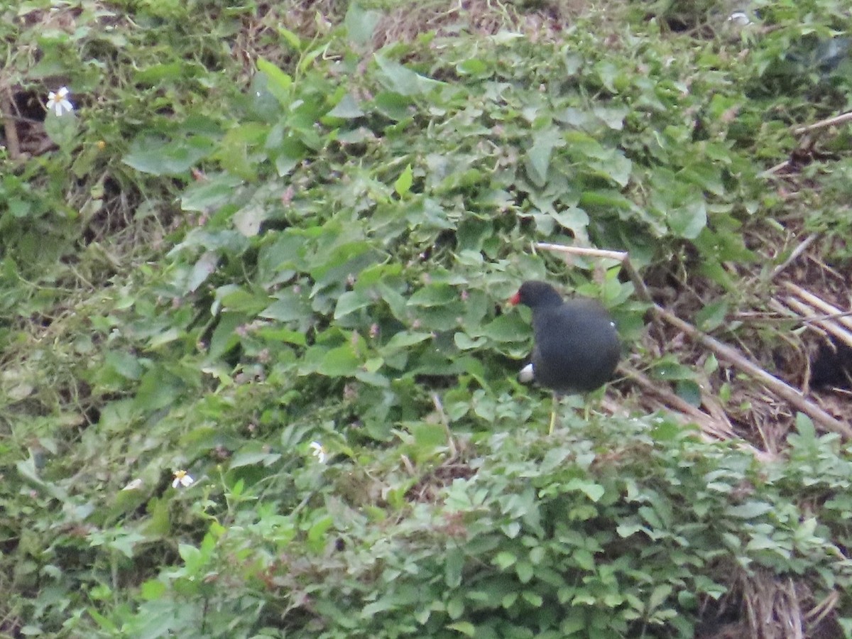 紅冠水雞 - ML649271157